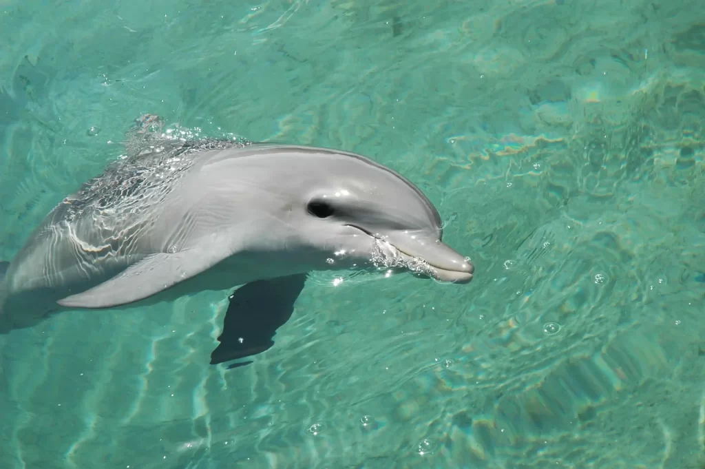 Dolphin Swim