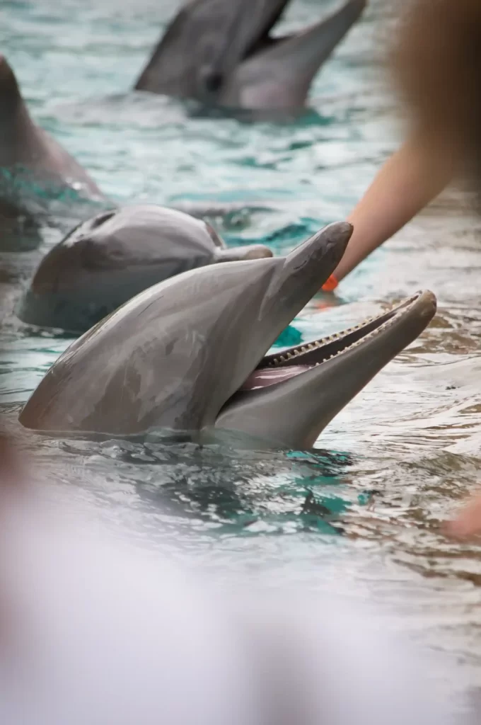 Dolphin Encounter