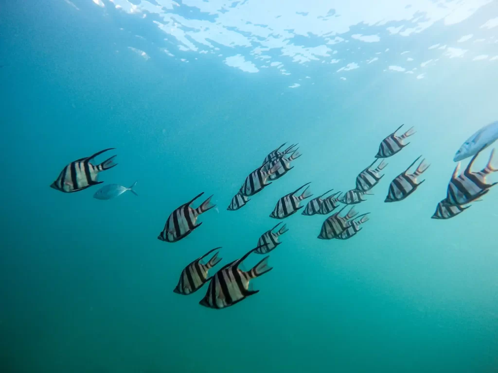 Glass bottom boat
