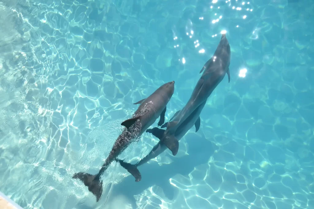 Dolphin Encounter